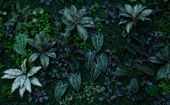 Group of dark green tropical leaves background, Nature Lush Foliage Leaf Texture, tropical leaf	
