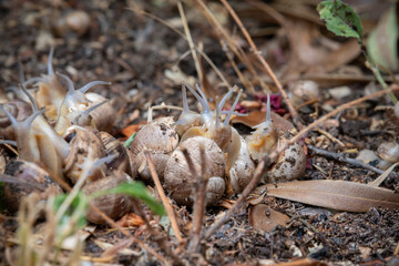 Garden Snails Attached to Each Other and clinging to each other in groups under a light rain, mating of land snails, South of France