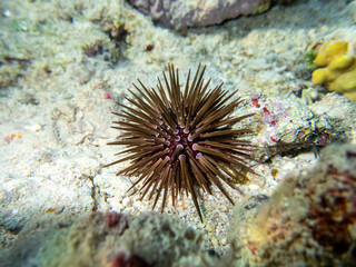 Naklejka na ściany i meble Sea urchin at the bottom of a coral reef in the Red Sea