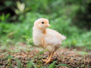 A chicken baby in the garden