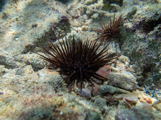 Fototapeta na wymiar Sea urchin at the bottom of a coral reef in the Red Sea