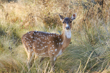 deer in the woods