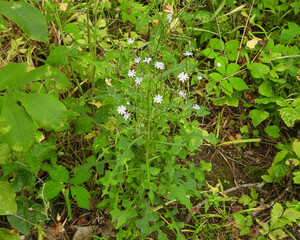 Lactuca floridana (Woodland Lettuce) Native North American Wildflower 