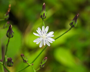 Lactuca floridana (Woodland Lettuce) Native North American Wildflower 