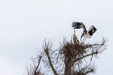 White Stork, Ciconia ciconia on the nest in Oettingen, Swabia, Bavaria, Germany, Europe