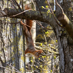 Wild eurasian red squirrel, sciurus vulgaris sitting on a tree. Little fluffy animal