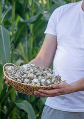 a farmer holds a basket of garlic, close-up