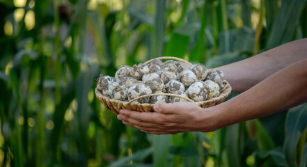 a farmer holds a basket of garlic, close-up
