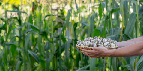 a farmer holds a basket of garlic, close-up