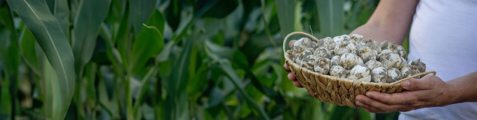 a farmer holds a basket of garlic, close-up