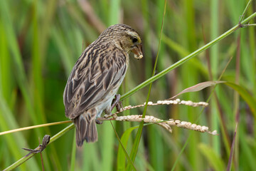Tisserin écarlate, Anaplecte écarlate, femelle,.Anaplectes rubriceps, Red headed Weaver