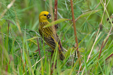 Anomalospize parasite,.Anomalospiza imberbis, Cuckoo finch