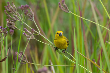 Anomalospize parasite,.Anomalospiza imberbis, Cuckoo finch
