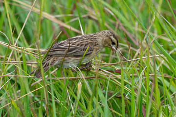 Tisserin écarlate, Anaplecte écarlate, femelle,.Anaplectes rubriceps, Red headed Weaver