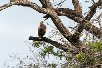 Aigle pomarin,. Clanga pomarina, Lesser Spotted Eagle