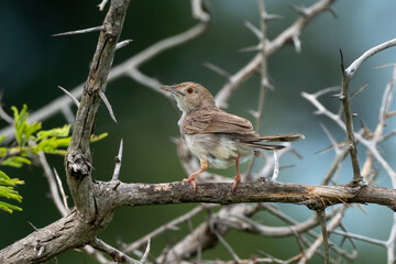 Cisticole à sonnette,.Cisticola tinniens, Levaillant's Cisticola