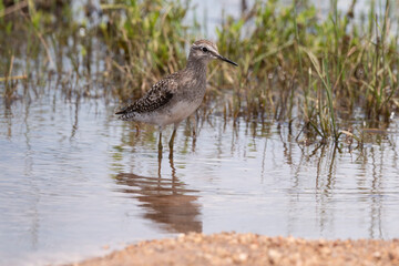 Chevalier sylvain,.Tringa glareola , Wood Sandpiper