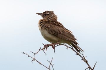 Cisticole du désert,.Cisticola aridulus, Desert Cisticola