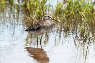 Chevalier sylvain,.Tringa glareola , Wood Sandpiper