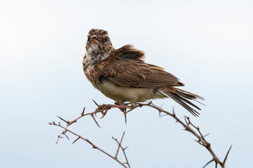 Cisticole du désert,.Cisticola aridulus, Desert Cisticola
