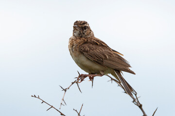 Cisticole du désert,.Cisticola aridulus, Desert Cisticola