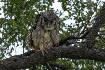 Grand duc de Verreaux,.Ketupa lactea, Verreaux's Eagle Owl