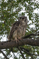 Grand duc de Verreaux,.Ketupa lactea, Verreaux's Eagle Owl
