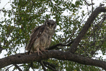 Grand duc de Verreaux,.Ketupa lactea, Verreaux's Eagle Owl