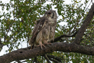 Grand duc de Verreaux,.Ketupa lactea, Verreaux's Eagle Owl