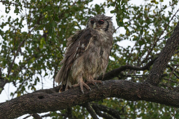 Grand duc de Verreaux,.Ketupa lactea, Verreaux's Eagle Owl
