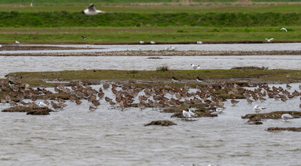 Barge rousse,.Limosa lapponica, Bar tailed Godwit