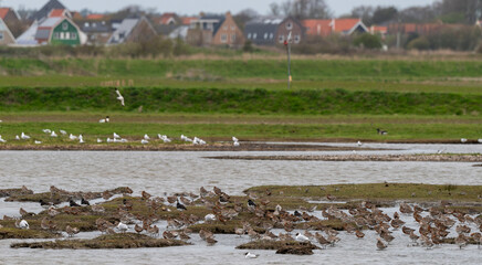 Barge rousse,.Limosa lapponica, Bar tailed Godwit