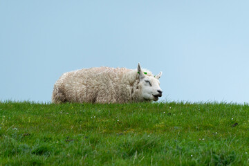 Mouton, race Texel, Ile Texel, Pays Bas