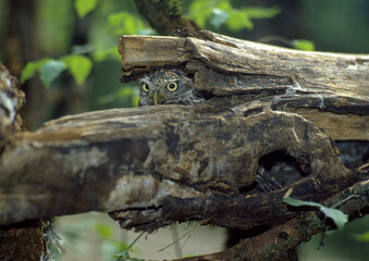 Chevêche d'Athéna, Chouette cheveche, nid,.Athene noctua, Little Owl