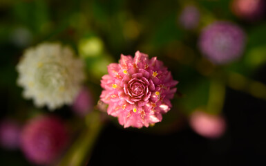 Gomphrena globosa. Red and white spherical flowers in the summer garden. Multicolored background blur.