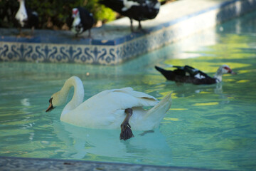 Swan in the lake in spring, beautiful waterfowl Swan in the lake in spring, lake or river with swan.