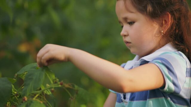 little girl eating raspberries in her garden