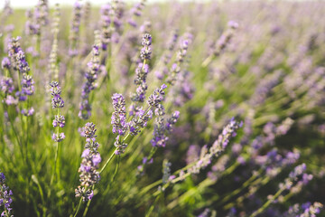 Beautiful image of lavender field over summer sunset landscape