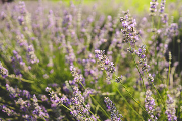 Beautiful image of lavender field over summer sunset landscape