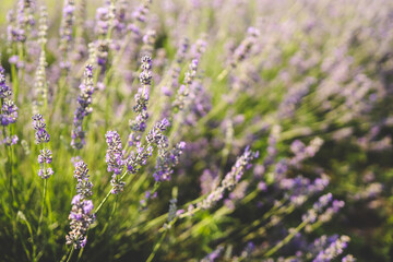 Beautiful image of lavender field over summer sunset landscape