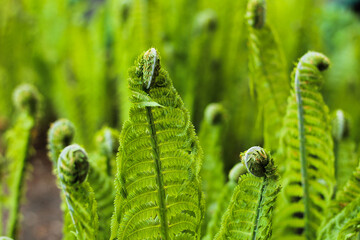 The leaves of the fern in the flowerbed are unfolding.