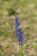 Adder's onion, or Mouse hyacinth, or Muscari.