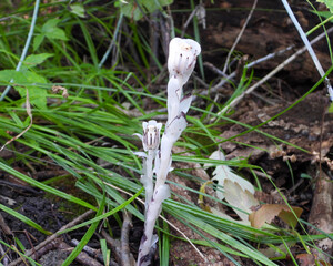 Monotropa uniflora (Indian Pipe) Native North American Woodland Wildflower