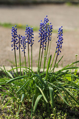 Adder's onion, or Mouse hyacinth, or Muscari.