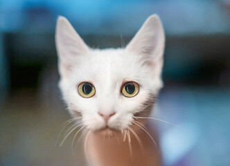 White cat looking in ti the camera