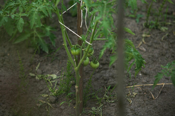 Green tomatoes ripen on a branch.