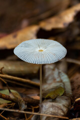 Auricularia auricula judae