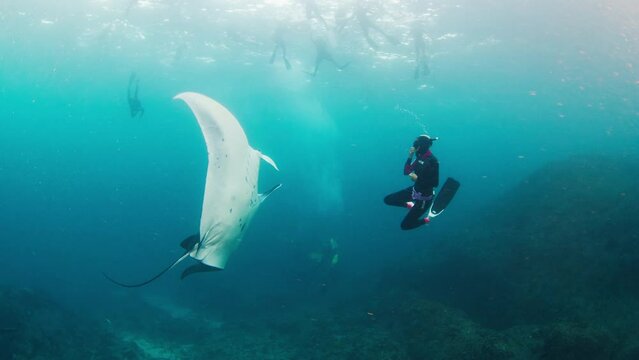 Mobula birostris and freediver. Woman freediver dives in front of the Giant Oceanic Manta Ray and watches it swimming