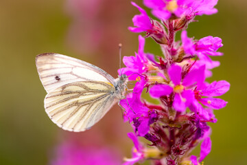 Large white, cabbage butterfly,  (Pieris brassicae) is a butterfly in the family Pieridae with translucent white wings. Macro close up of delicate insect pollinating a pink flower in a garden meadow.
