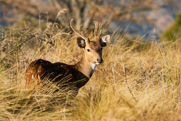 impala in the wild